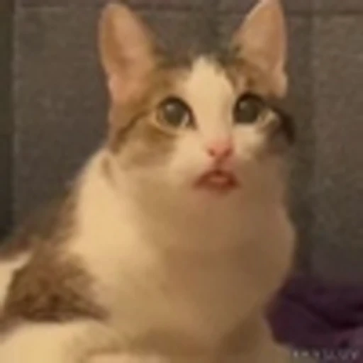 😛 Эмодзи «Kittens» для Telegram
