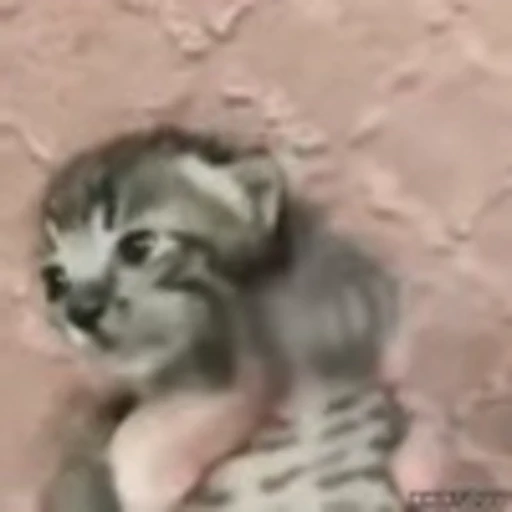 😨 Эмодзи «Kittens» для Telegram