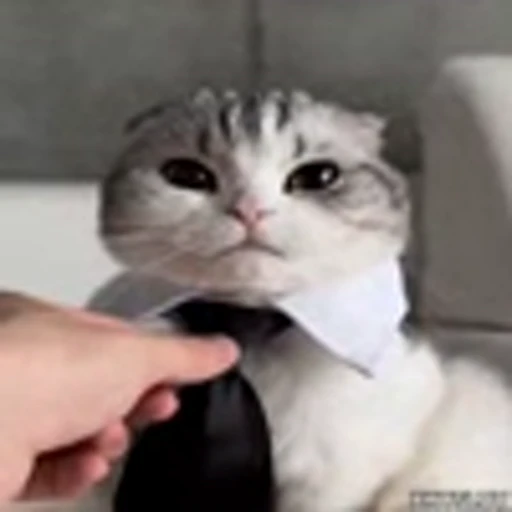 🤵‍♂️ Эмодзи «Kittens» для Telegram