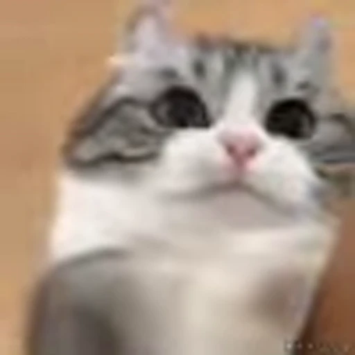 👊 Эмодзи «Kittens» для Telegram