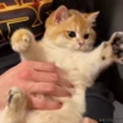🐾 Эмодзи «Kittens» для Telegram