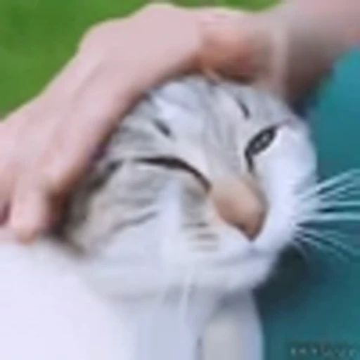 🥰 Эмодзи «Kittens» для Telegram