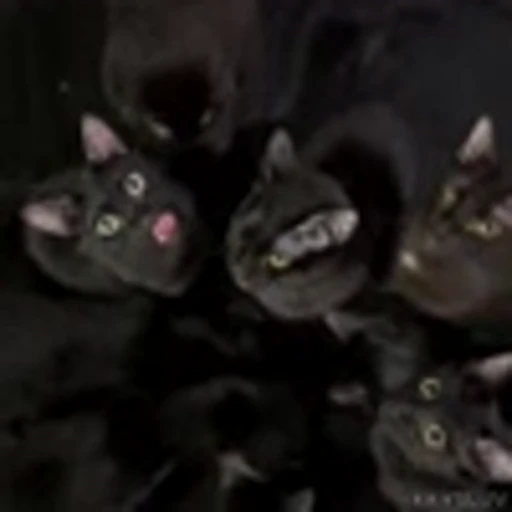 😋 Эмодзи «Kittens» для Telegram