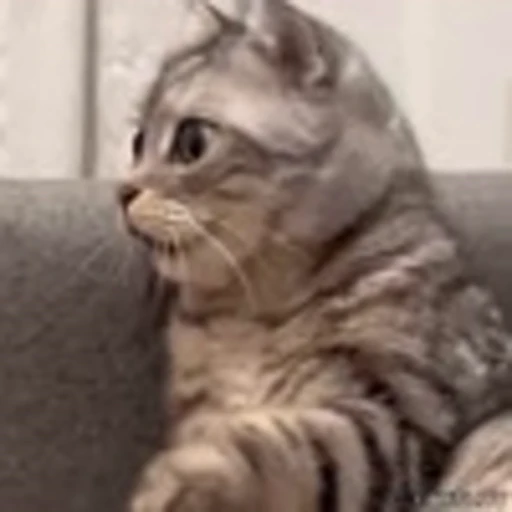 😦 Эмодзи «Kittens» для Telegram