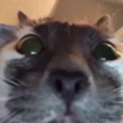 😐 Эмодзи «Kittens» для Telegram