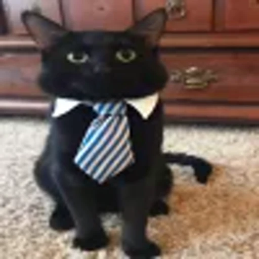 Стикерпак Kittens для Telegram