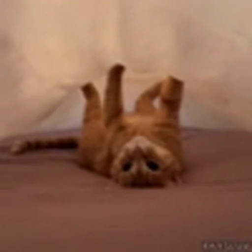 🙃 Эмодзи «Kittens» для Telegram