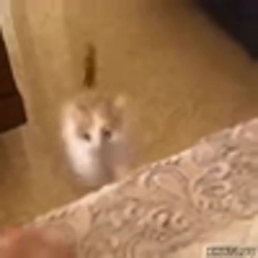 🙁 Эмодзи «Kittens» для Telegram