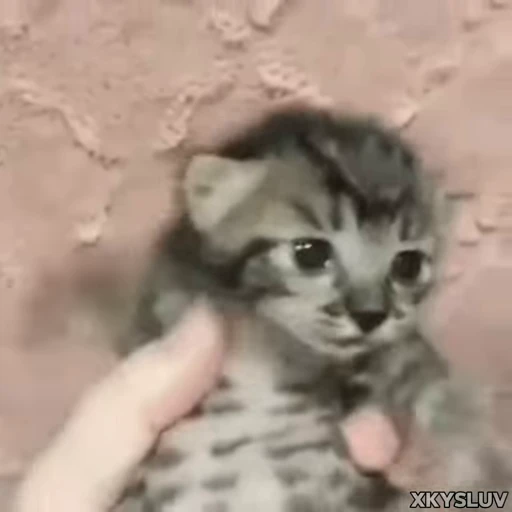 😨 Стикер «Kittens 4» для Telegram