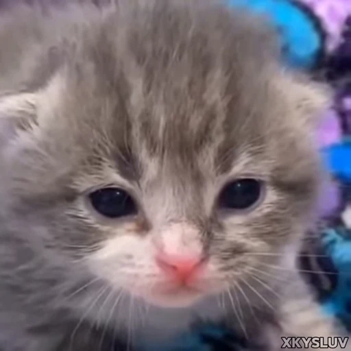 😔 Стикер «Kittens 4» для Telegram