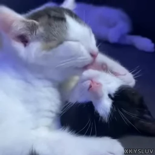 🫂 Стикер «Kittens 4» для Telegram