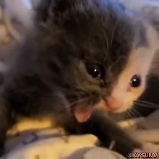 🥱 Стикер «Kittens 4» для Telegram