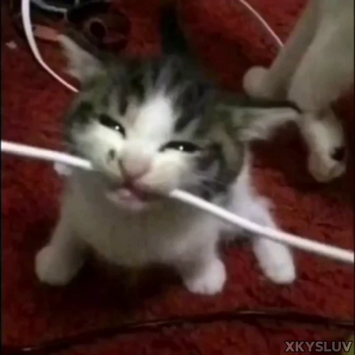 😋 Стикер «Kittens 4» для Telegram