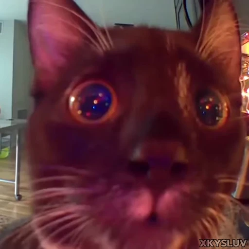 😳 Стикер «Kittens 4» для Telegram
