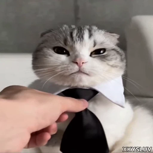 Стикерпак Kittens 4 для Telegram