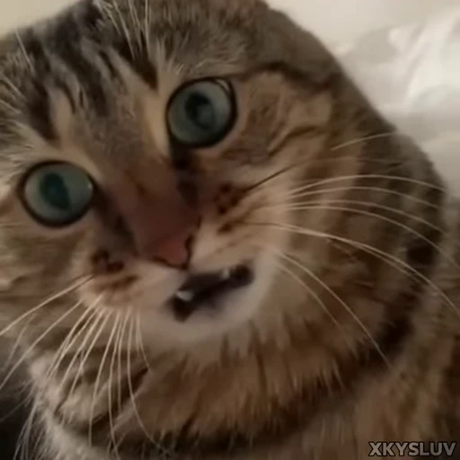 😠 Стикер «Kittens 4» для Telegram