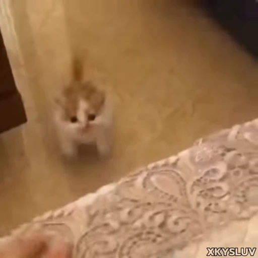 🙁 Стикер «Kittens 4» для Telegram