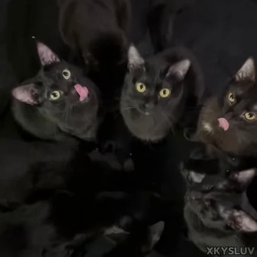 😋 Стикер «Kittens 4» для Telegram