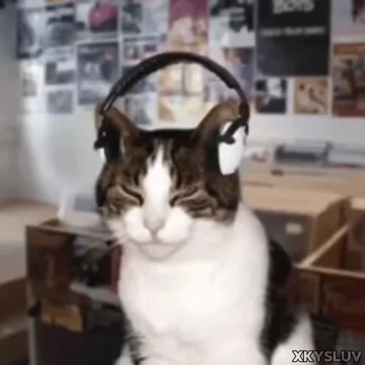 🎧 Стикер «Kittens 4» для Telegram