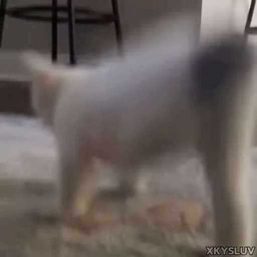 🕺 Стикер «Kittens 4» для Telegram