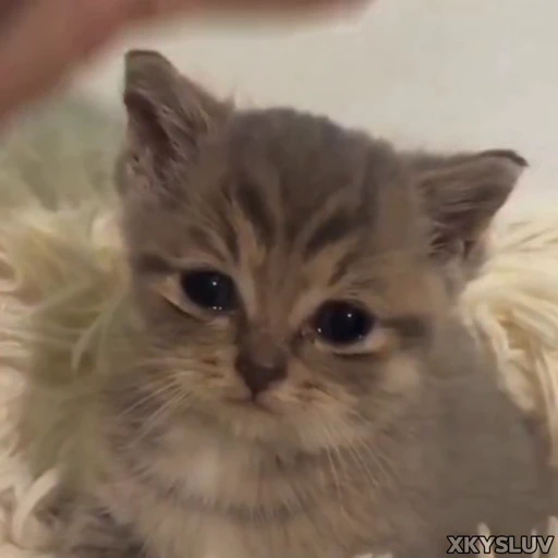 😿 Стикер «Kittens 4» для Telegram