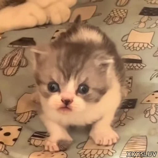 😾 Стикер «Kittens 4» для Telegram