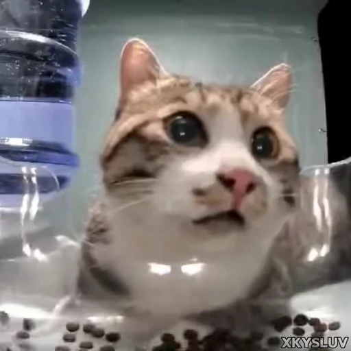 😳 Стикер «Kittens 4» для Telegram