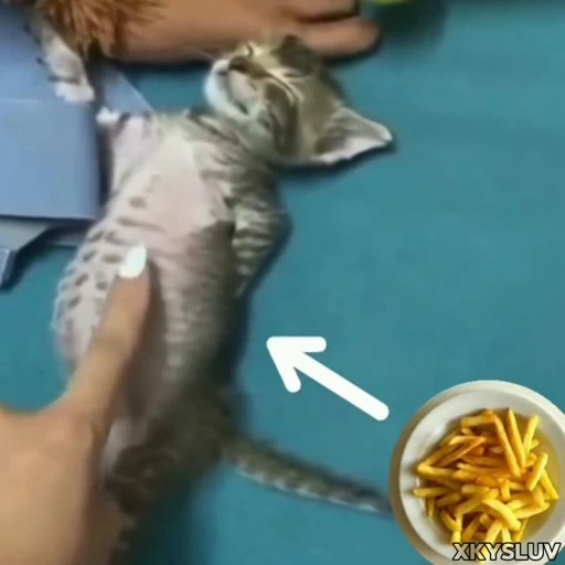 🍟 Стикер «Kittens 4» для Telegram