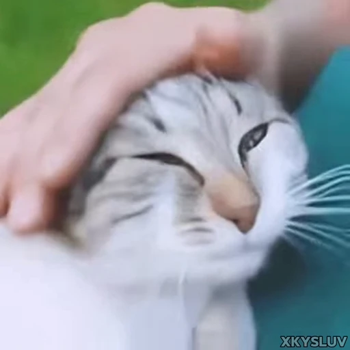 🥰 Стикер «Kittens 4» для Telegram