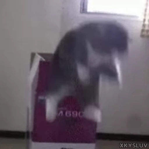 📦 Стикер «Kittens 4» для Telegram
