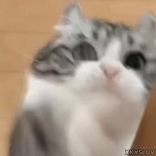 👊 Стикер «Kittens 4» для Telegram