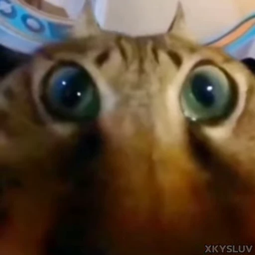 😋 Стикер «Kittens 4» для Telegram
