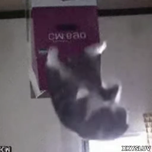 📦 Стикер «Kittens 4» для Telegram