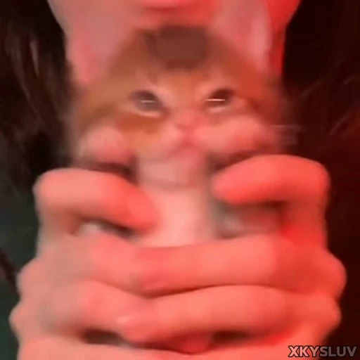 ❤️ Стикер «Kittens 4» для Telegram