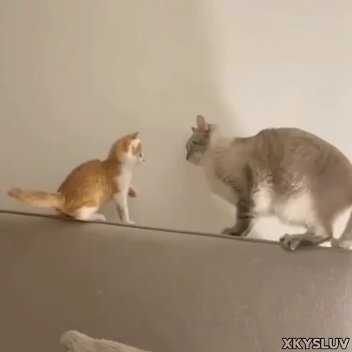 💪 Стикер «Kittens 4» для Telegram
