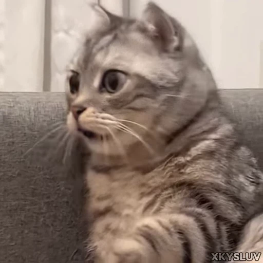 😦 Стикер «Kittens 4» для Telegram