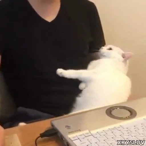 🫨 Стикер «Kittens 4» для Telegram