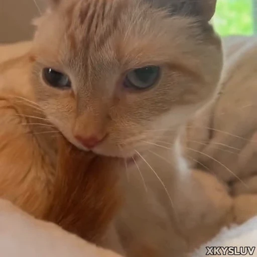 😳 Стикер «Kittens 4» для Telegram