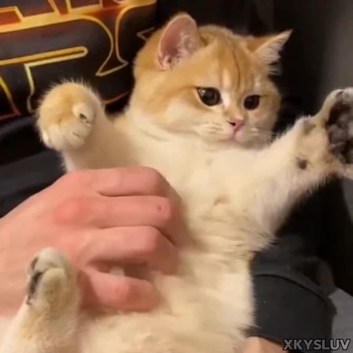 🐾 Стикер «Kittens 4» для Telegram
