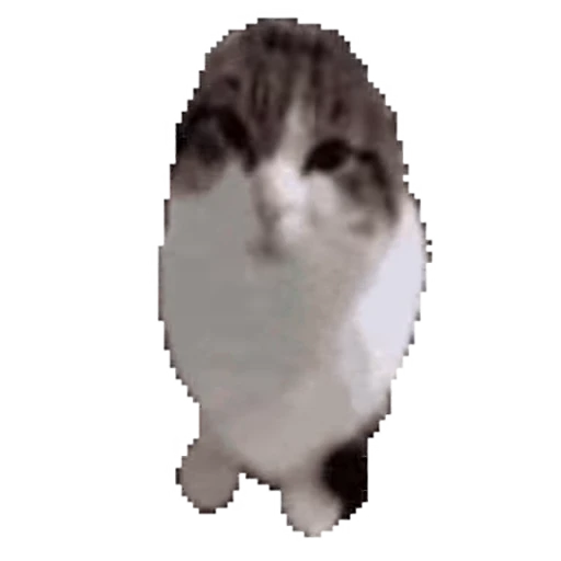 🕺 Стикер «Kittens 4» для Telegram