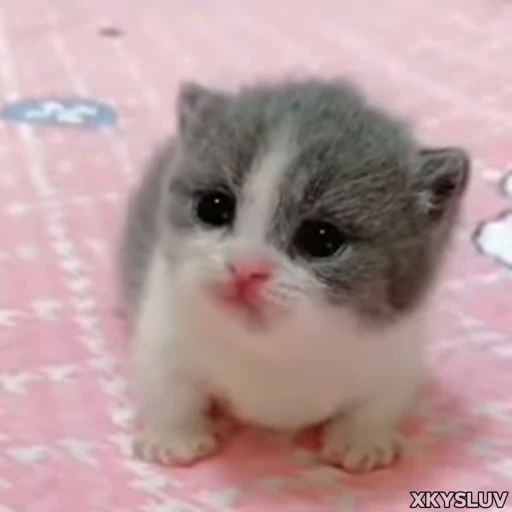 🫨 Стикер «Kittens 4» для Telegram