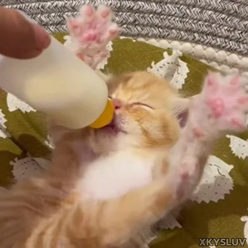 🍼 Стикер «Kittens 4» для Telegram