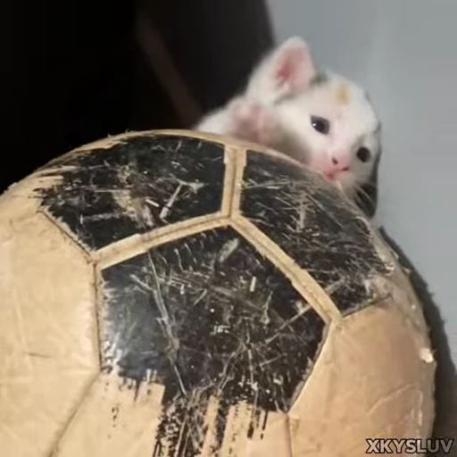 ⚽️ Стикер «Kittens 4» для Telegram