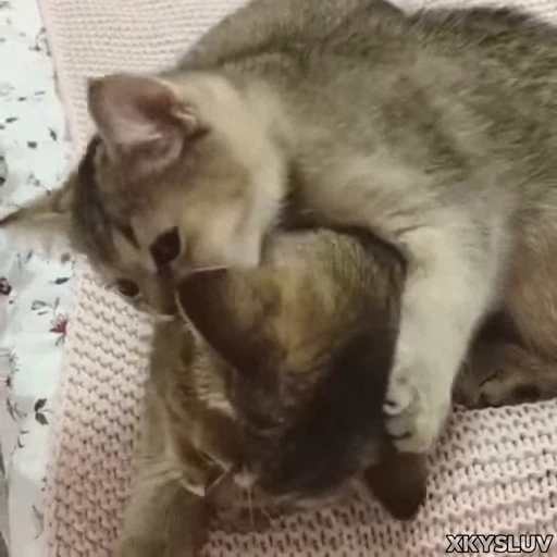 🤎 Стикер «Kittens 4» для Telegram