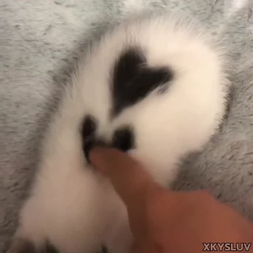 🖤 Стикер «Kittens 4» для Telegram