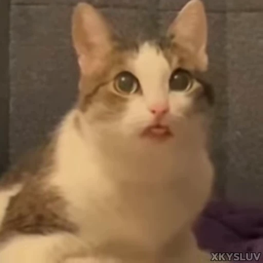 😛 Стикер «Kittens 4» для Telegram