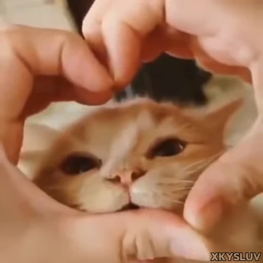🫶 Стикер «Kittens 4» для Telegram