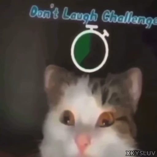 😳 Стикер «Kittens 4» для Telegram