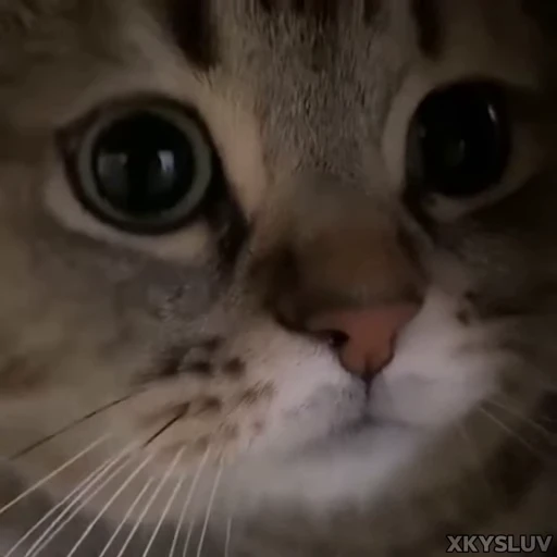 🙁 Стикер «Kittens 4» для Telegram