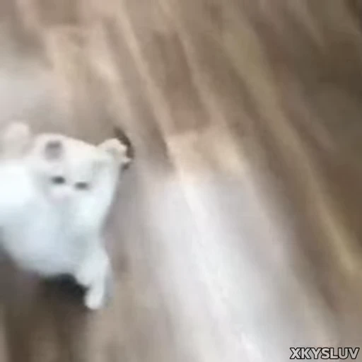🥺 Стикер «Kittens 4» для Telegram